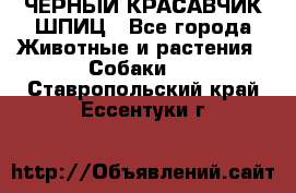 ЧЕРНЫЙ КРАСАВЧИК ШПИЦ - Все города Животные и растения » Собаки   . Ставропольский край,Ессентуки г.